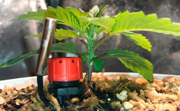 Вторая неделя выращивания Power Plant X fem