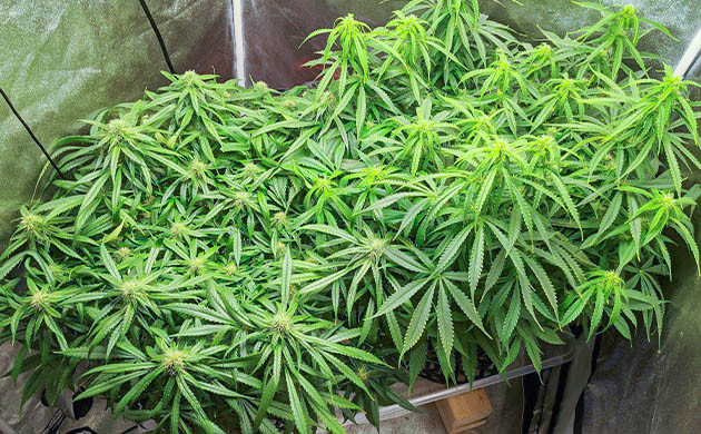 Два растения каннабиса разного роста