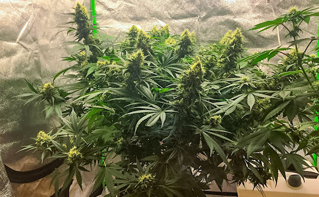 Расстояние от куста Critical Kush до светильника