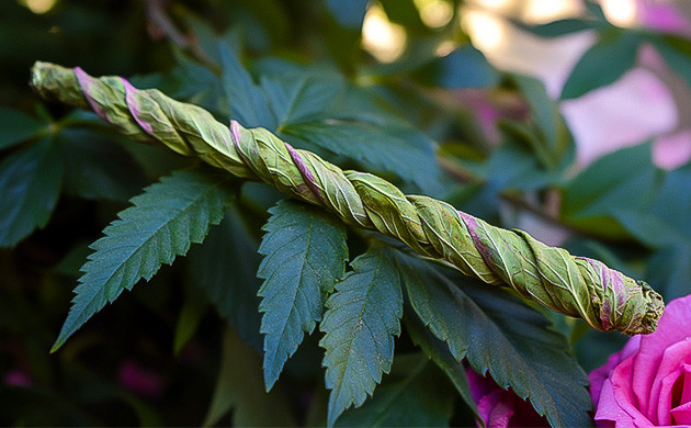 Альтернатива бумаге: розовые лепестки