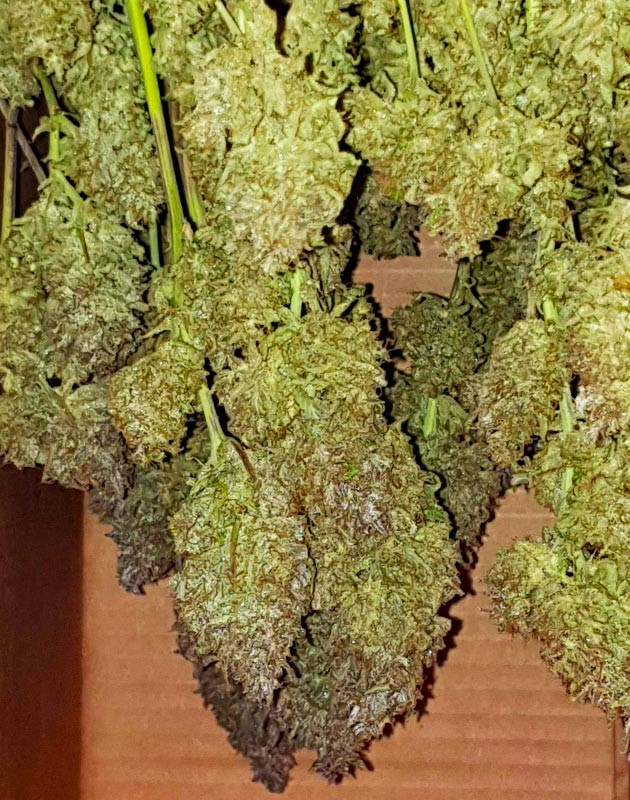 Вертикальная сушка ветвей в коробке