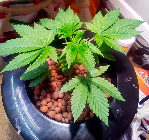 Strawberry OG Cookies R1 ростом 25 см