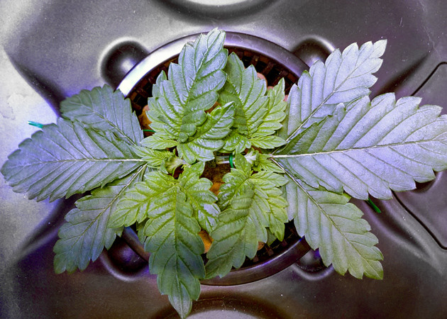 Вегетация конопли