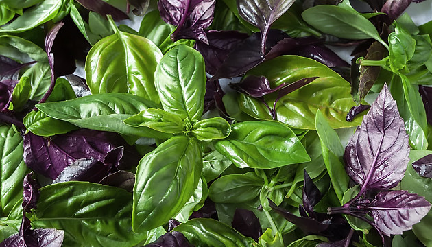 Базилик средство против тли