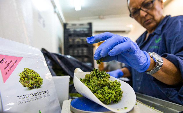 Выведение новых КБД сортов в Израиле