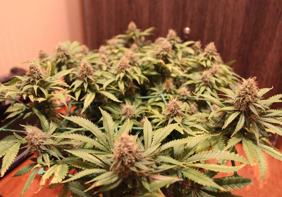 Созревание шишек на 15 неделе выращивания