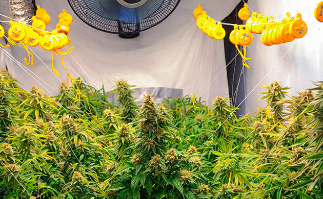 Йо-йо клипсы для поддержки ветвей