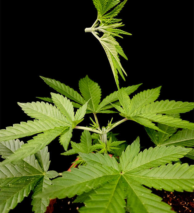 Растишка Tropicana Cookies FF на стадии вегетации