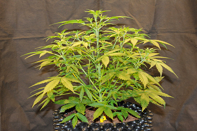 Удвоение роста конопли к 5 неделе