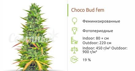 Choco Bud fem (Vision Seeds)
