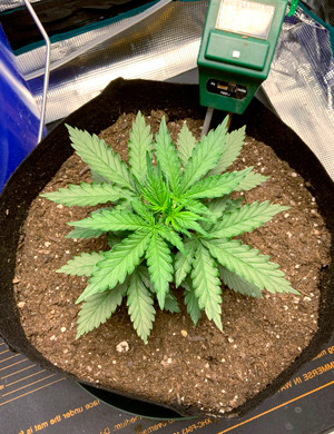 Куст ростом 15 см