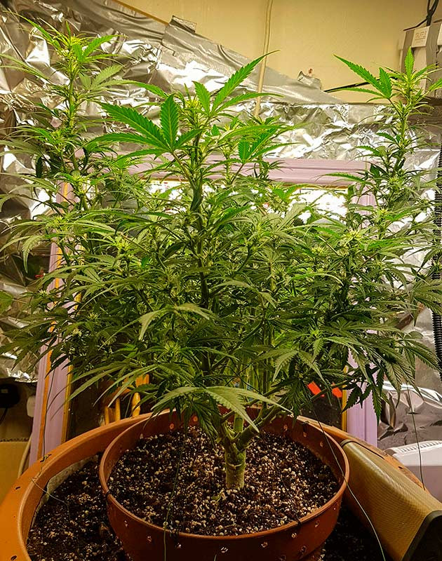 Начало цветения конопли Zkittlez Auto