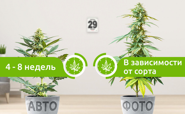 Периоды созревания автиков и фотиков