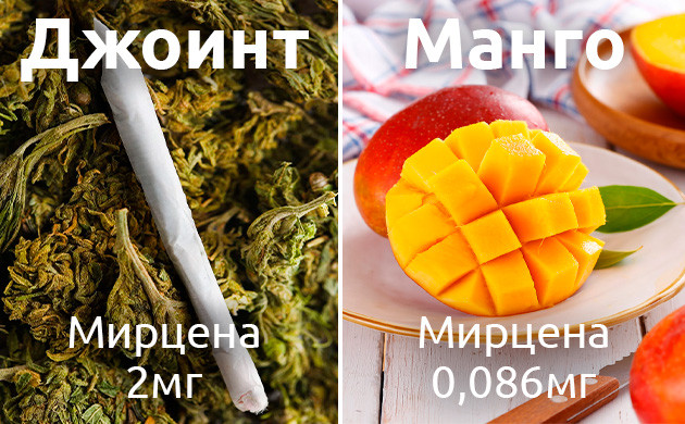 Колличество мирцена в манго меньше, чем джоинте