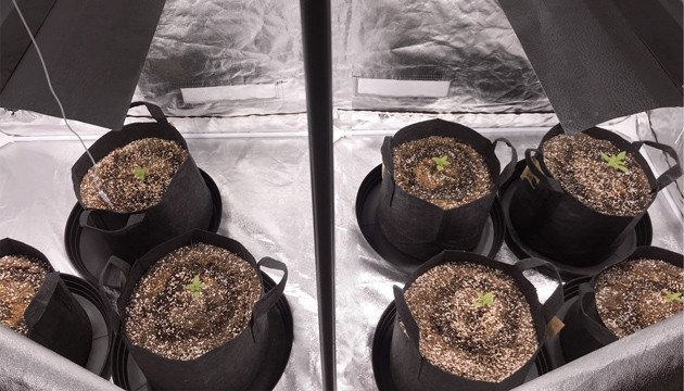 Вторая неделя стадии вегетации