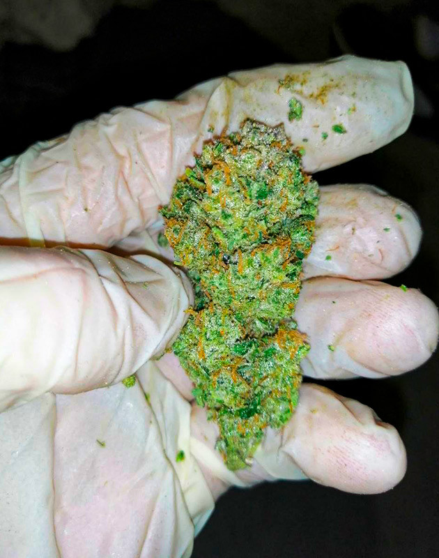 Сбор урожая Alpha 21