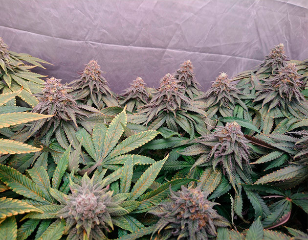 Появление фиолетового оттенка на соцветиях