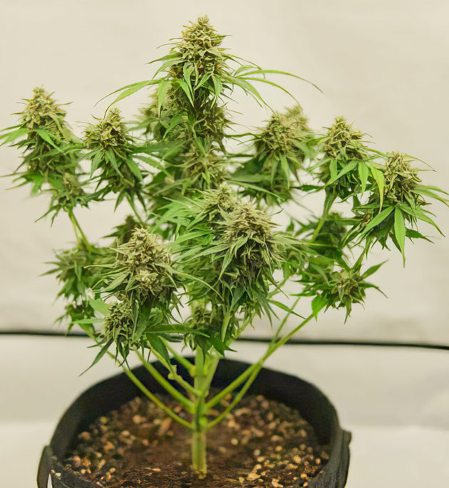 Подготовка к сбору урожая