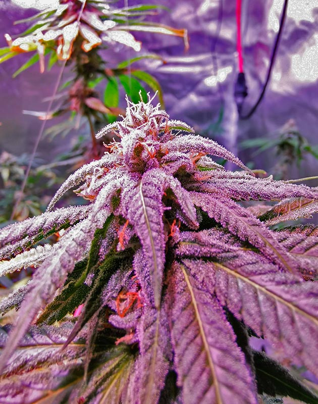 Куст Gorilla Glue на 15-16 неделе выращивания