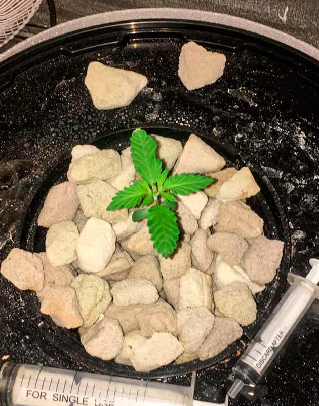 Росток сорта Shiskaberry