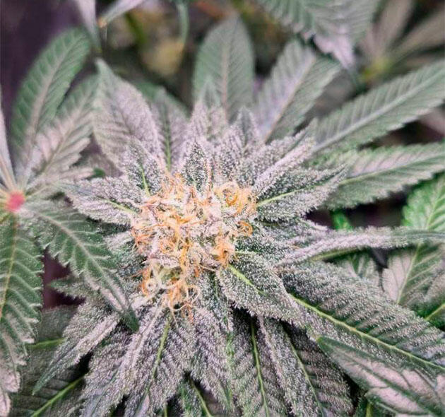 Куст Strawberry OG Cookies R1 на 15 неделе развития