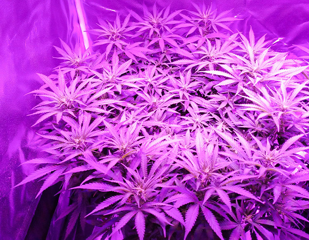 Появление бутонов