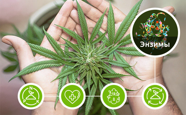 Роль энзимов в выращивании марихуаны