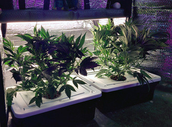 Топпинг на 9 неделе выращивания