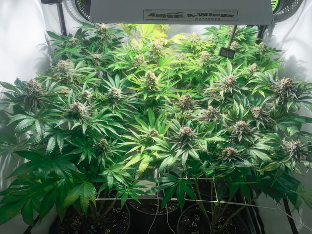 Кусты Mimosa Shot от Herbies Seeds на 11 неделе