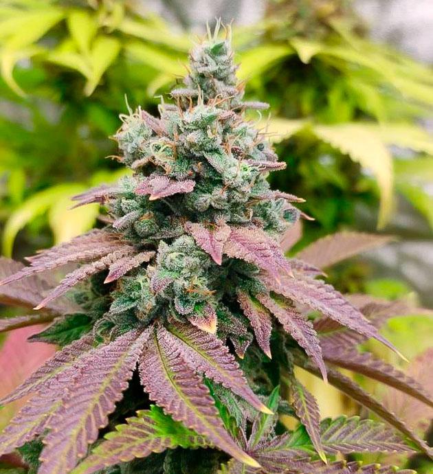 Кусты Blueberry Hill от Herbies Seeds 10 неделе