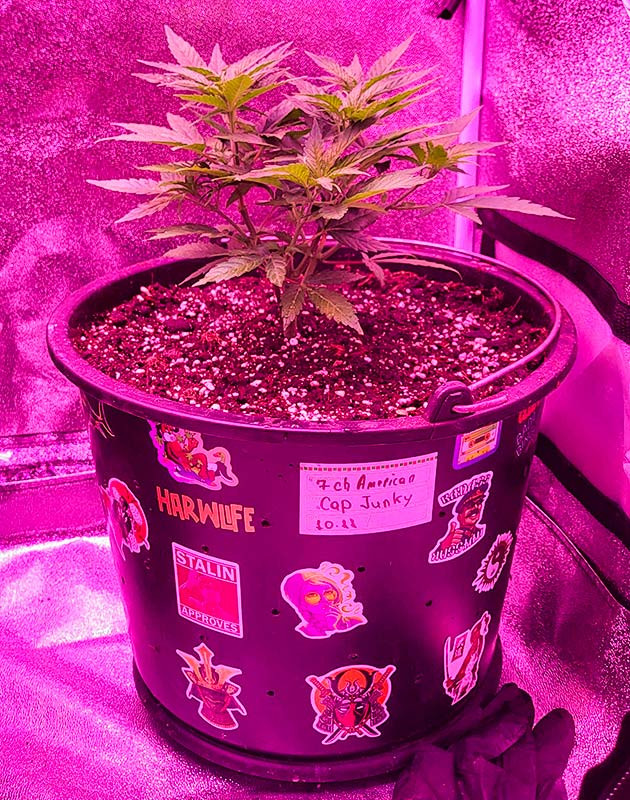 4 неделя роста конопли