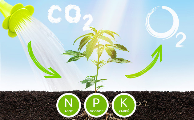 Процесс фотосинтеза