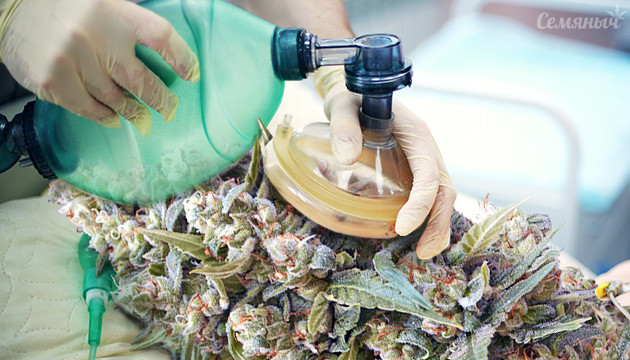 Реанимация каннабиса