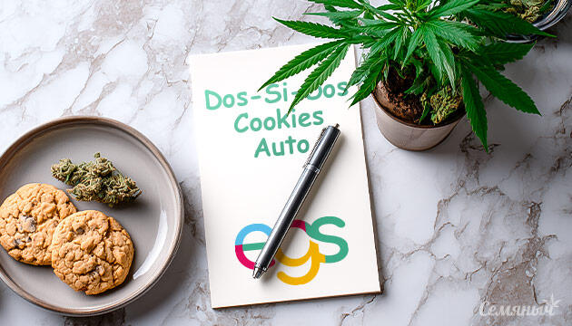 Гроурепорт сорта Dos-Si-Dos Cookies Autoflower от Easy Grow Seeds
