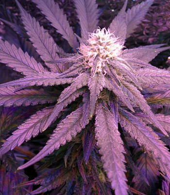 Шишка Fruit Punch fem на четвертой неделе цветения