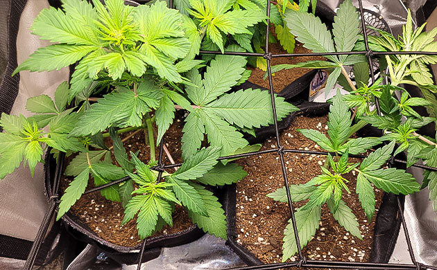 ScrOG сетка на сорте Purple Lemonade Auto