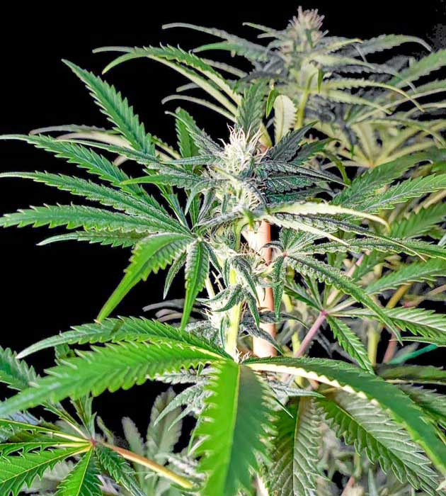 Вторая неделя цветения и изменения Lemon Citron