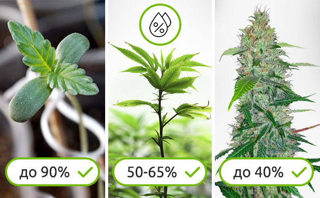 Влажность для всех стадий выращивания сативы