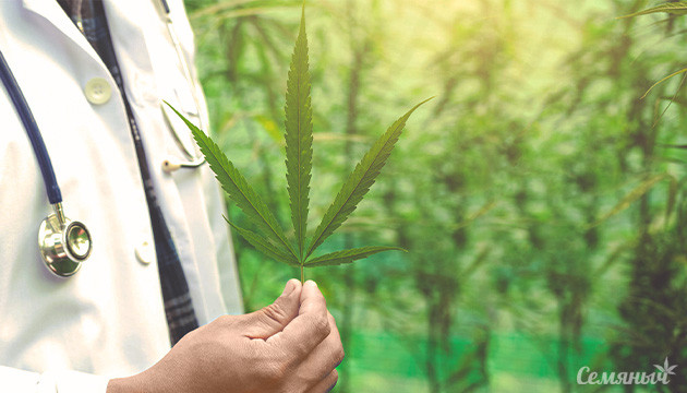 Имунная система и каннабис