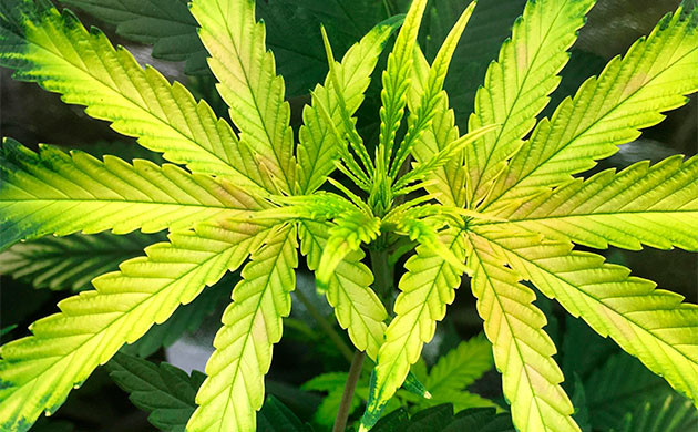 Симптомы нехватки марганца у каннабиса