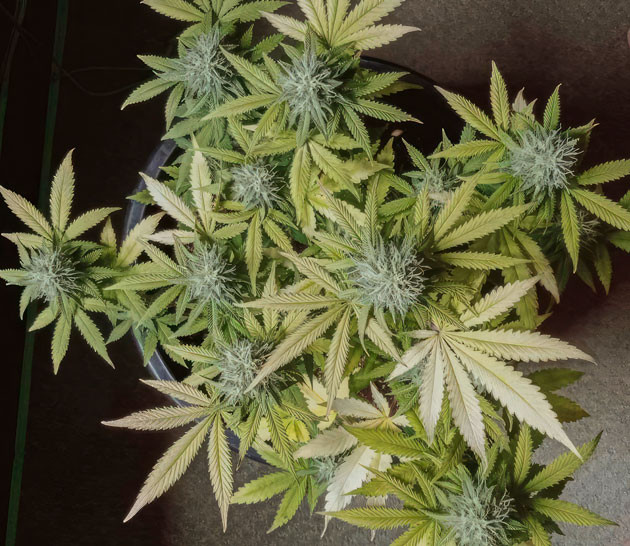 10 неделя выращивания конопли