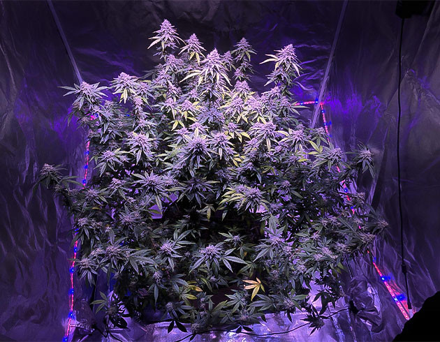 Завершение цветения Blueberry Muffin