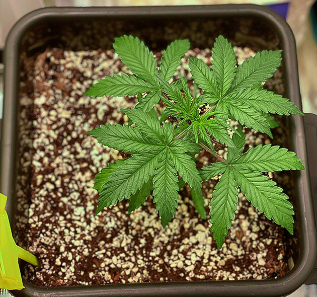 Формирование новых листьев