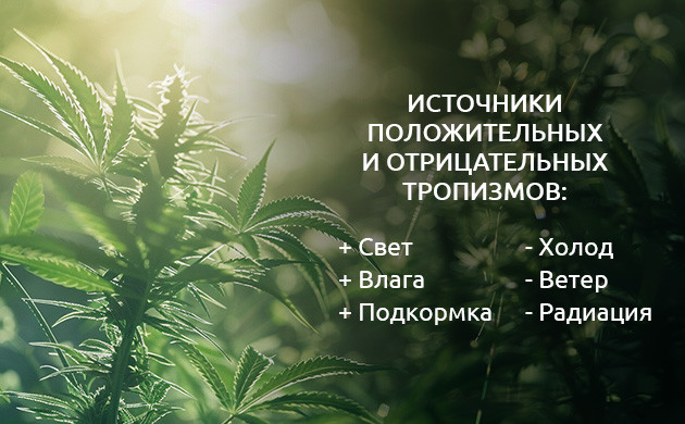 Положительные и отрицательные тропизмы марихуаны