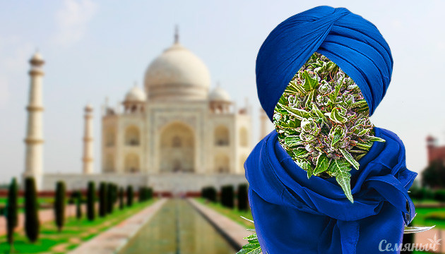 Конопля из Индии