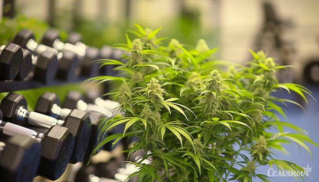 Мощные сорта сативы