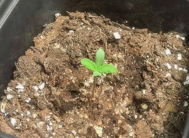 Росток сорта End Game R2