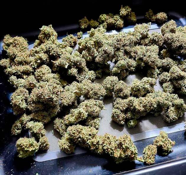 Собранные шишки марихуаны