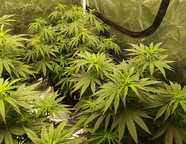 Появление точек роста соцветий