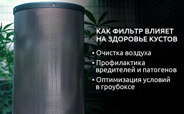 Значимость чистоты воздуха для здоровья растений